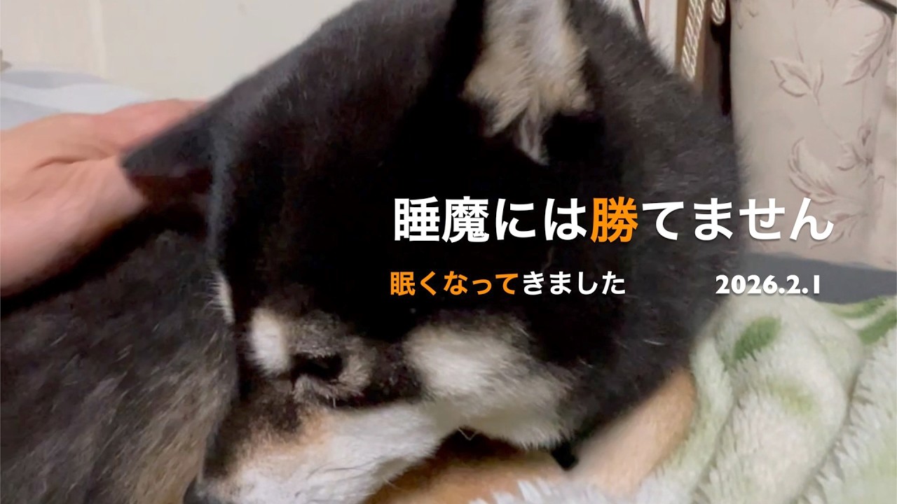 【優しい時間がここには流れています】睡魔には勝てません(2026.2.1)🐶【昔保護犬だった黒柴ツバちゃん】
