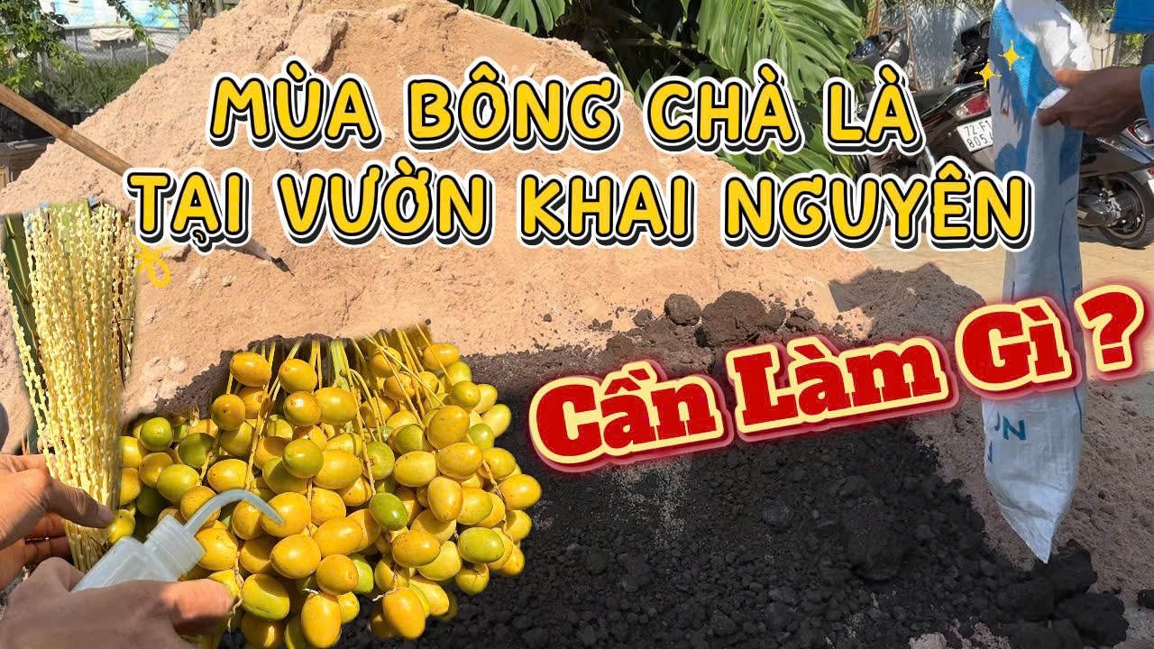 KHI CHÀ LÀ RA BÔNG CẦN LÀM GÌ ?| 0908 406 809