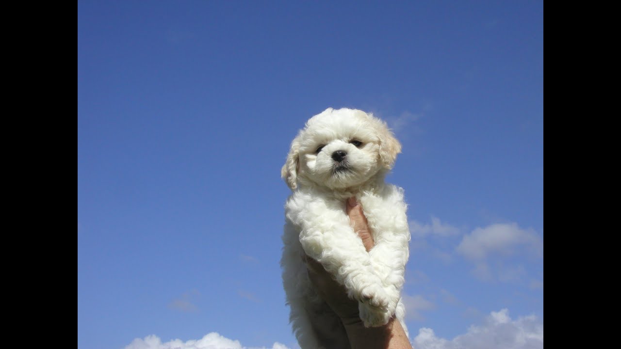 Bichon Frise Song & Video
