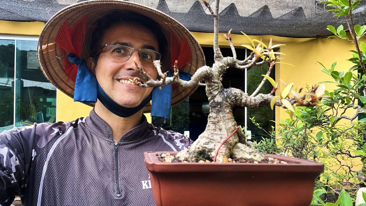 Transplante de Bonsai Pequeno Passo a Passo Completo - Ficus salicaria