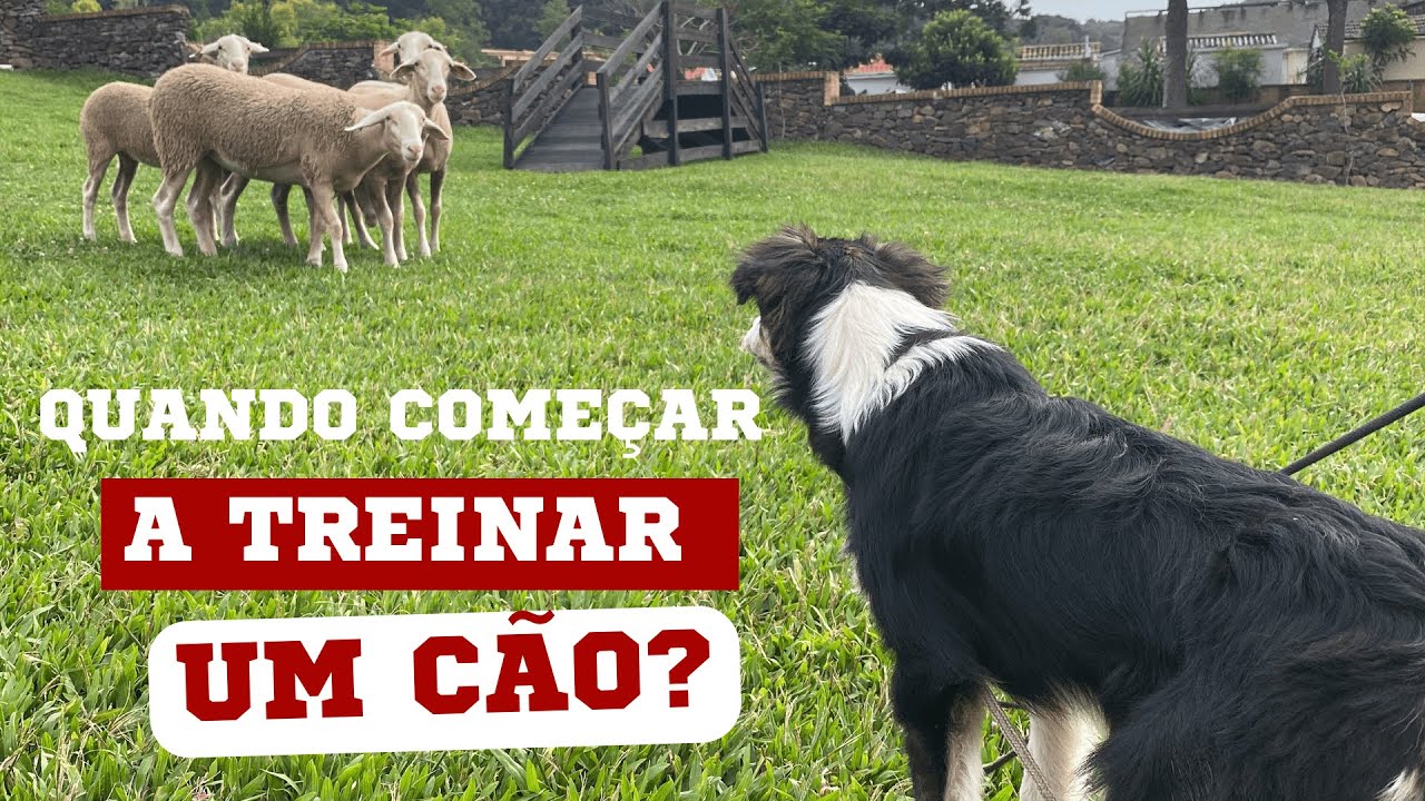 QUANDO COMEÇAR A TREINAR UM CÃO? | EPISÓDIO 1 | DIÁRIO DO PASTOR 2ª TEMPORADA
