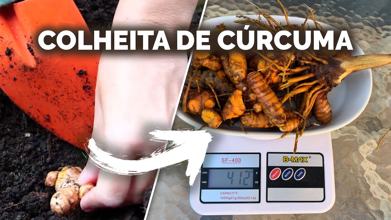 DIRETO DO MEU JARDIM - COLHEITA DE CÚRCUMA | Nô Figueiredo