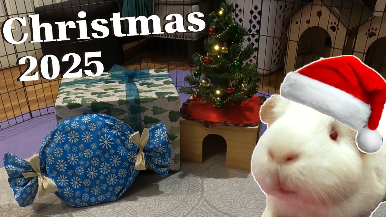 Christmas 2025 | Guinea Pig Vlog #123