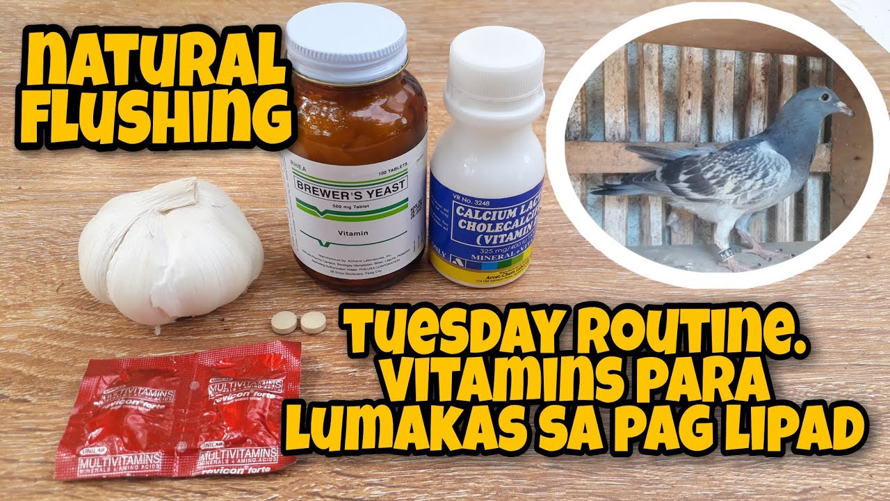 VITAMINS PARA LUMAKAS SA LIPAD ANG KALAPATI. TUESDAY ROUTINE BAGO IKARGA SA CLUB | NATURAL FLUSHING