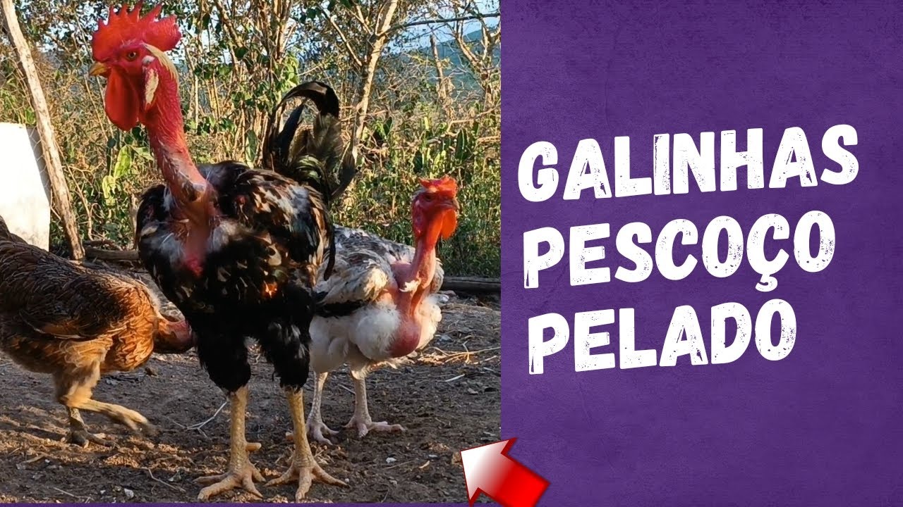 Galinhas pescoço pelado, as melhores caipiras com precocidade para o abate. galinhas grandes