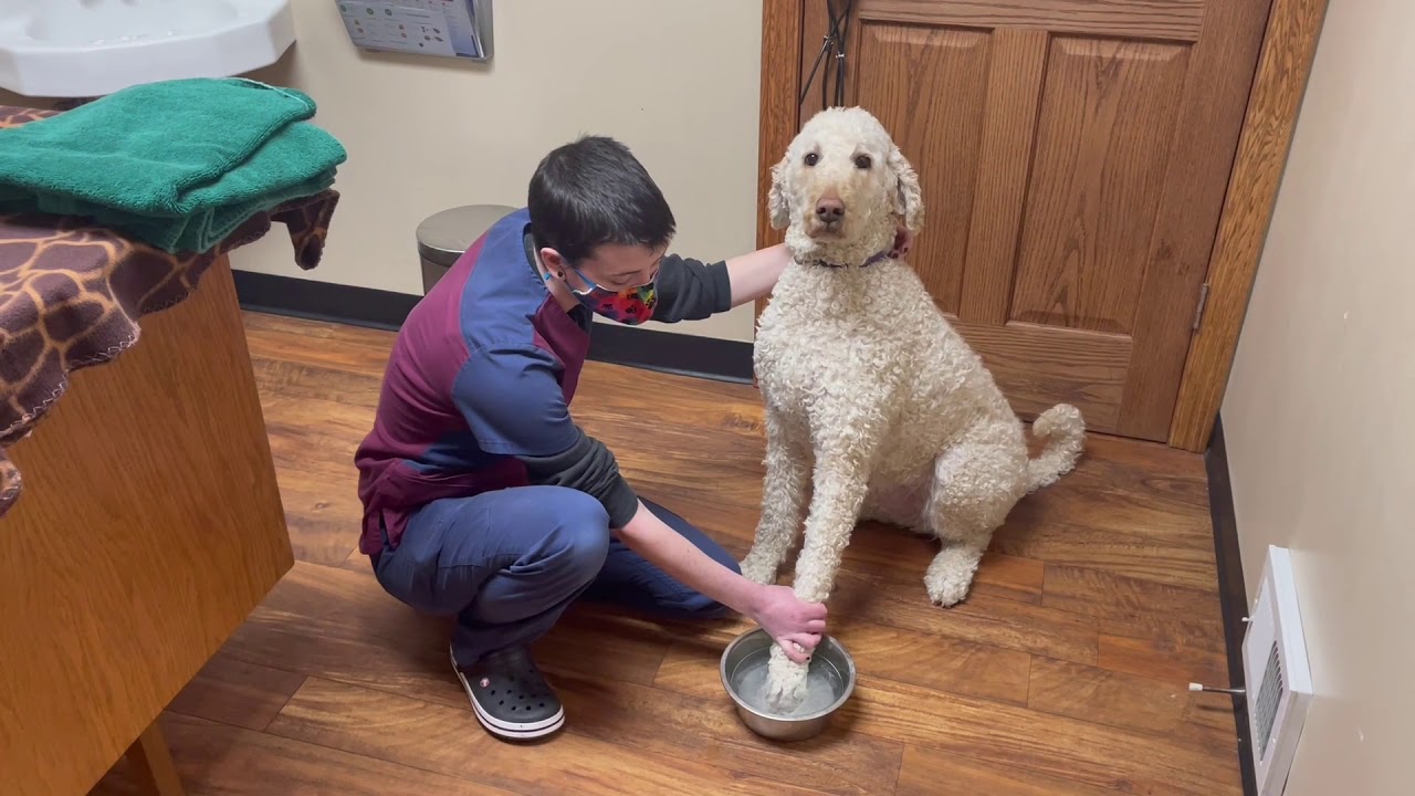 Как использовать скраб с хлоргексидином: замачивание лапы питомца