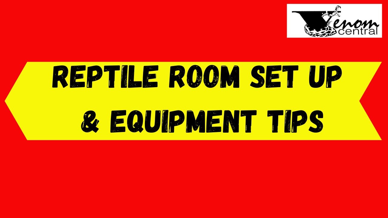 Venomous Snake Set-up & Equipment | Captive care tips & techniques