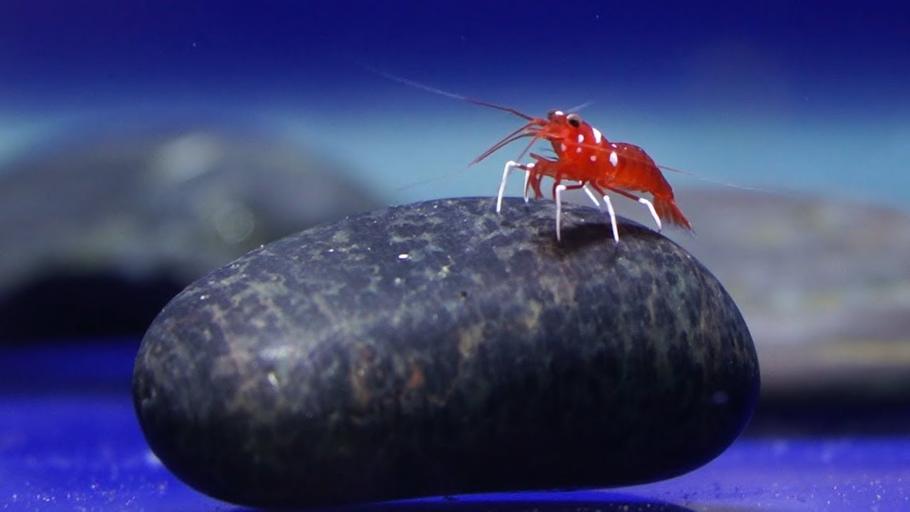 Éxito en la reproduccion de Lysmatta debelius