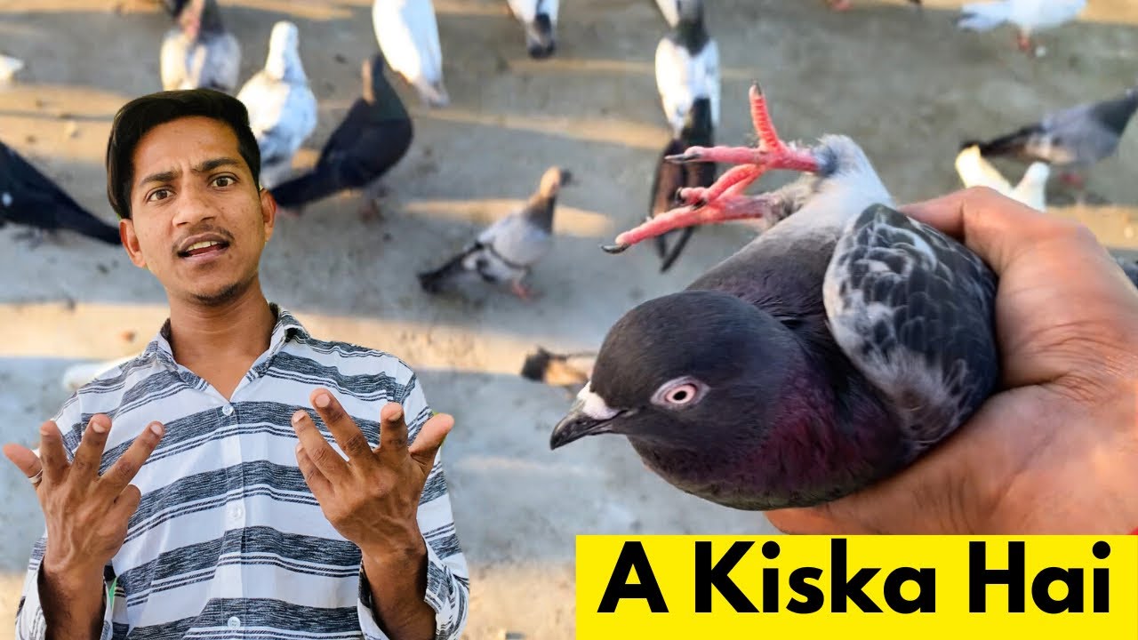 A pigeon caught 😃😃 | Pigeon catching video | pigeon video | pigeon video