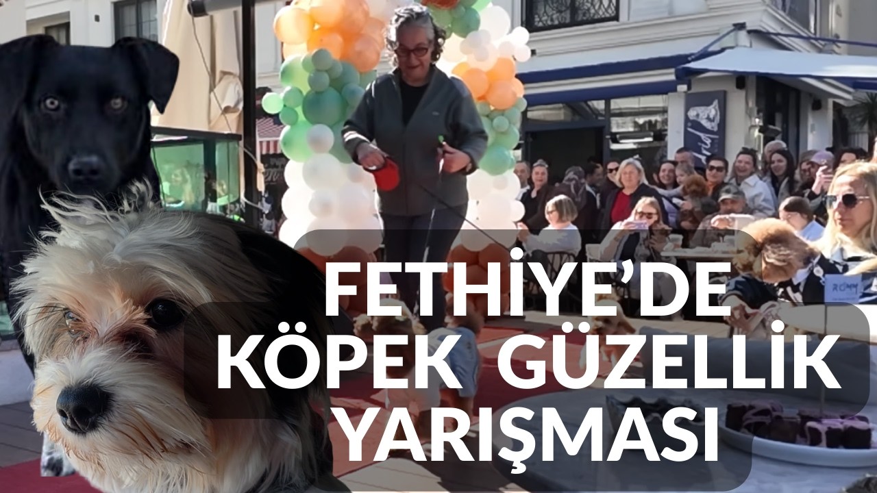 İstanbul’da Olsak 2 Saat Sürerdi! | Fethiye’de Poodle Güzellik Yarışması ve Yeni Üyemiz Peri 🐾
