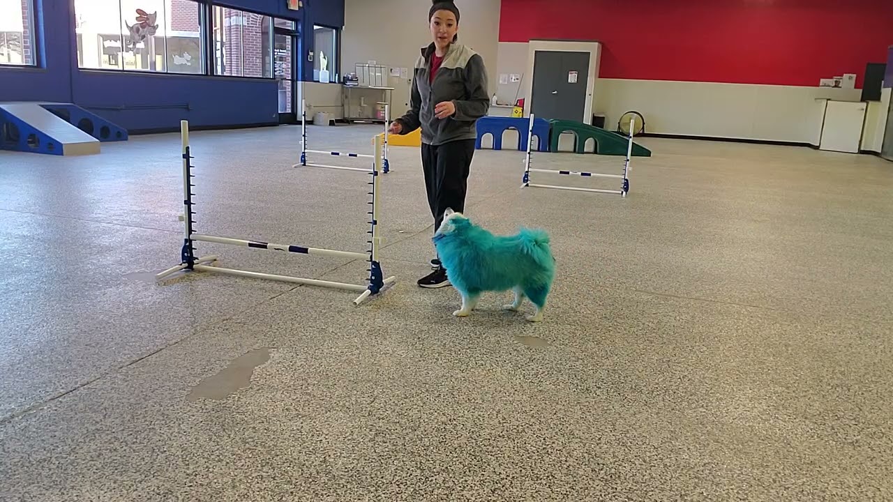 Poppy agility 