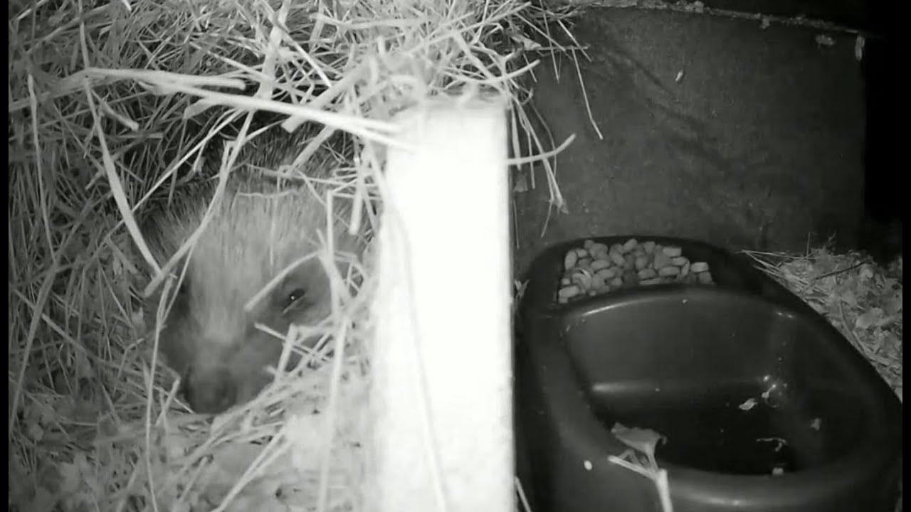 Hedgehogs Live - Norwich UK - 2025-04-30