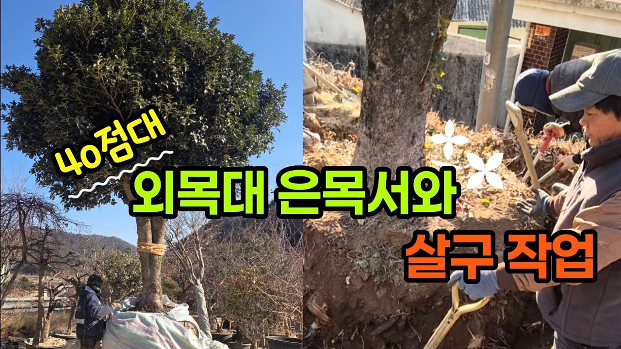 수형 멋드러진 은목서 입고! 가을꽃향기가 명품 #은목서 #가을꽃 #상록수 #살구 #조경수 #특수목 #나무꾼