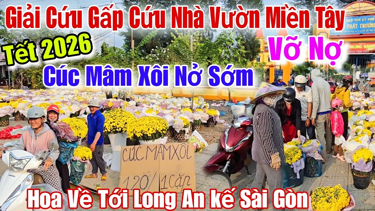 Giải cứu gấp Cúc Mâm Xôi Nở Sớm Tết 2026 