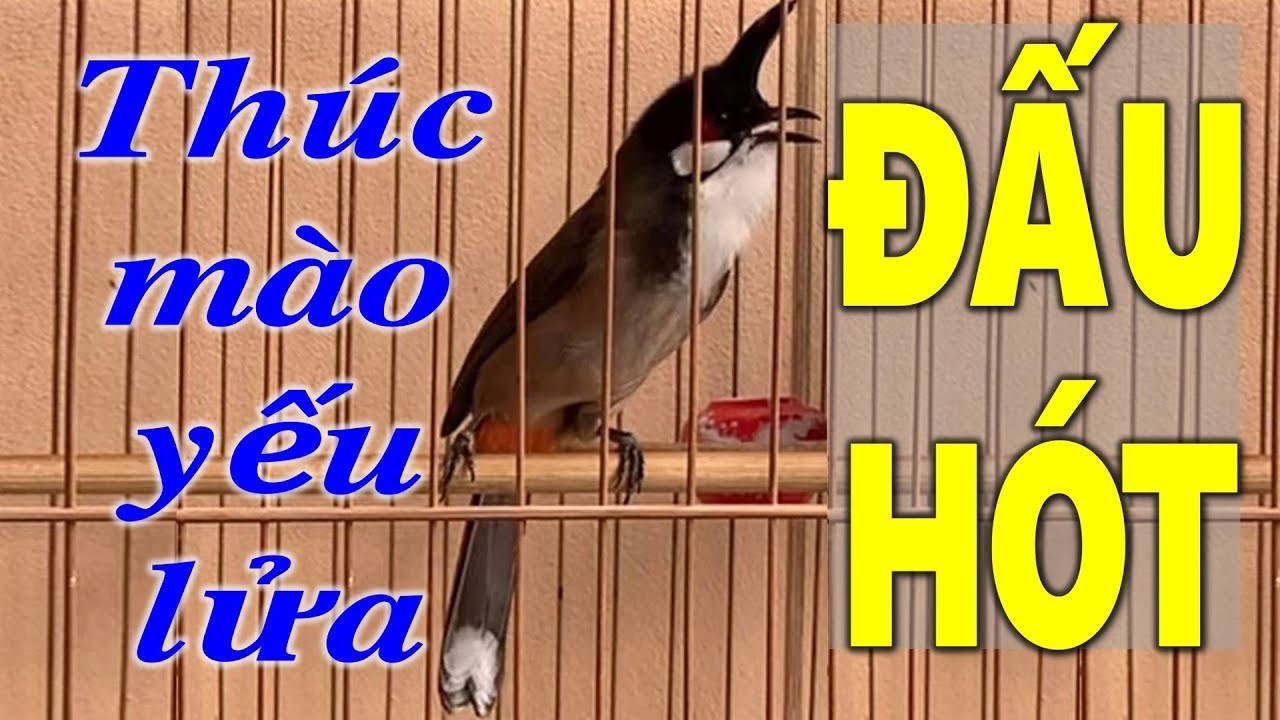 chào mào hót sáng kích bổi - luyện giọng hay ép bổi sổ bọng và căng lửa - chào mào hót đấu