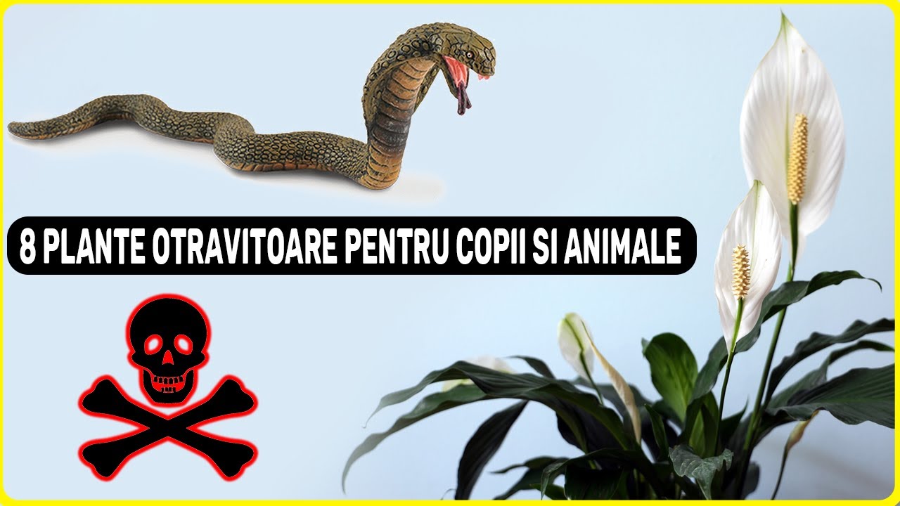 8 PLANTE OTRAVITOARE si PERICULOASE pentru Copii si Animale