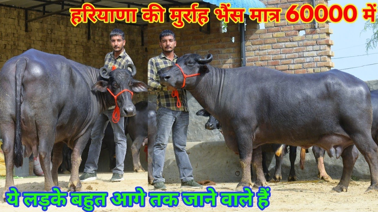 हरियाणा की भैंस का दाम 60000 से। 20 लीटर तक दूध की 9 भैंसें बिकाऊ। Murrah breed 9 Buffalos for sale