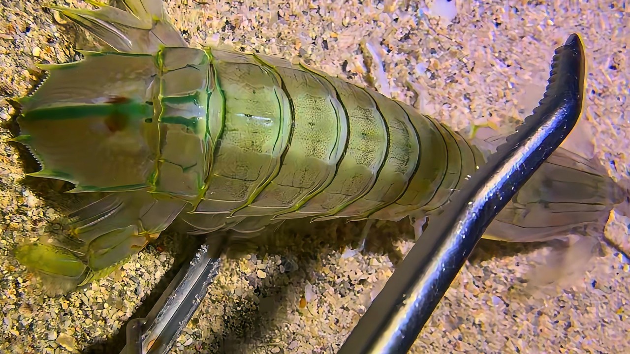 Live Stream🟢&ndash;Global Fan Vote: King Crab or Grouper Tonight！#diving #fishing #seafood #shorts