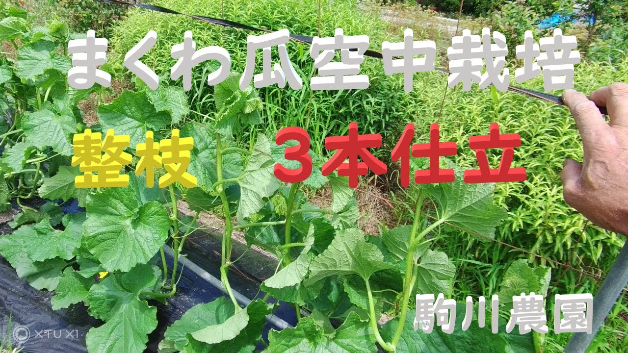 まくわ瓜空中栽培　整枝②  3本仕立て　目指せ100品目　邑南町　駒川農園　21.6.23