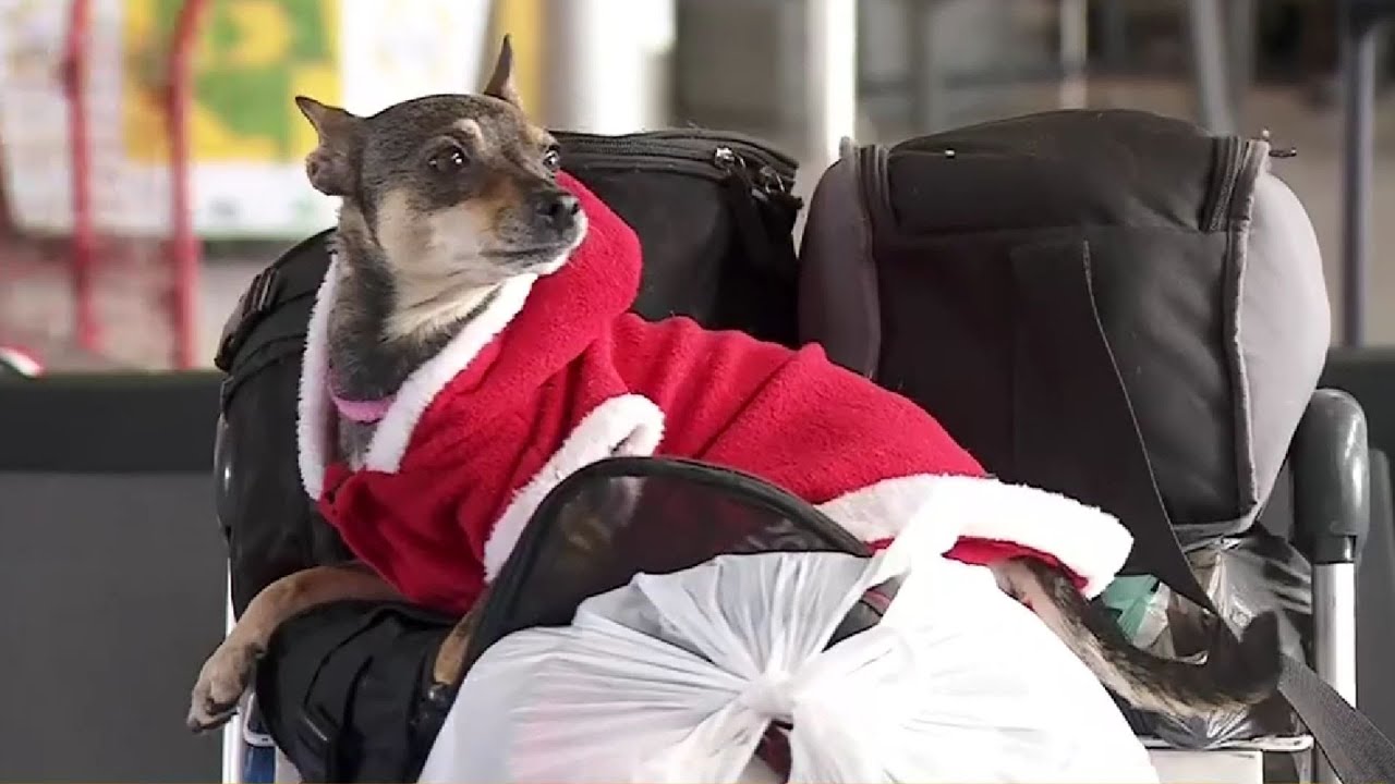 ¿Cuáles son los requisitos para que las mascotas vayan en cabina durante los vuelos de Avianca?