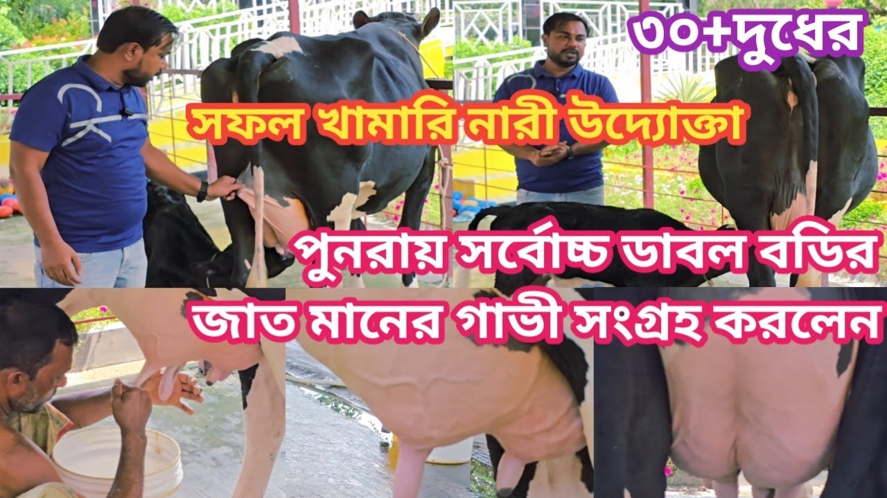 ৩০+দুধের, সিলেট, মৌলভীবাজার থেকে পুনরায়-১টি-গাভী+দামি-ষাঁড়-বাচ্চা সহ সংগ্রহ করলেন। দাম জানতে দেখুন