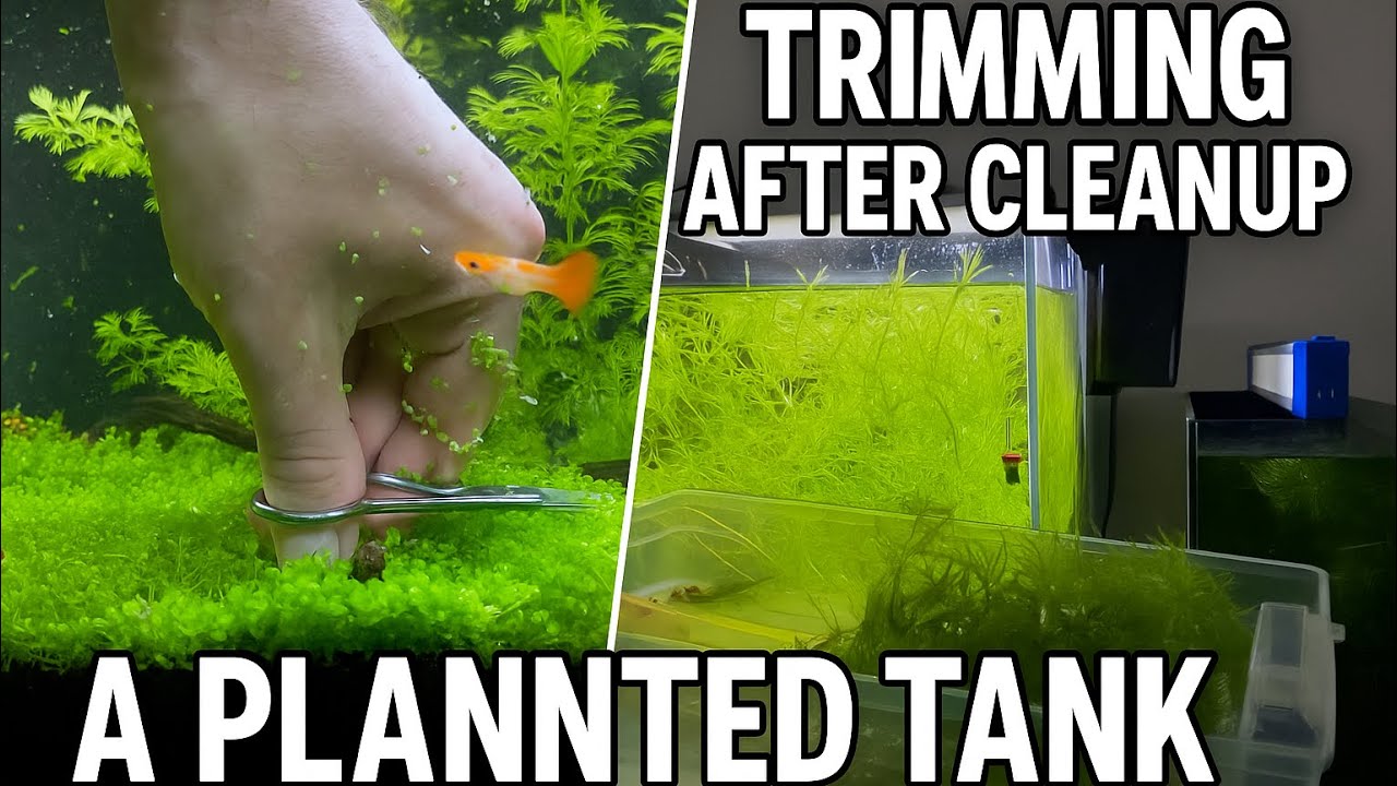 Insane Monte Carlo Carpet Trim & Full Tank Refresh!