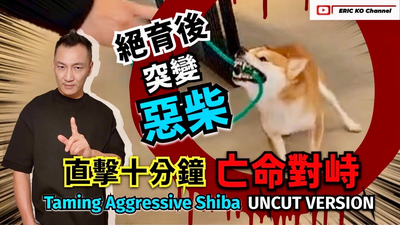 絕育後 「突變惡柴 」 直擊十分鐘亡命對峙 Taming Aggressive Shiba Uncut Version