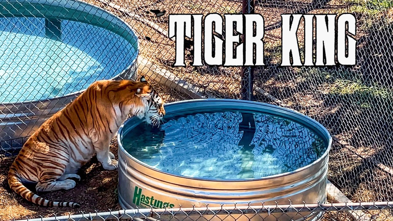 Where did the TIGER KING's tigers go? | The Wild Animal Sanctuary, Colorado