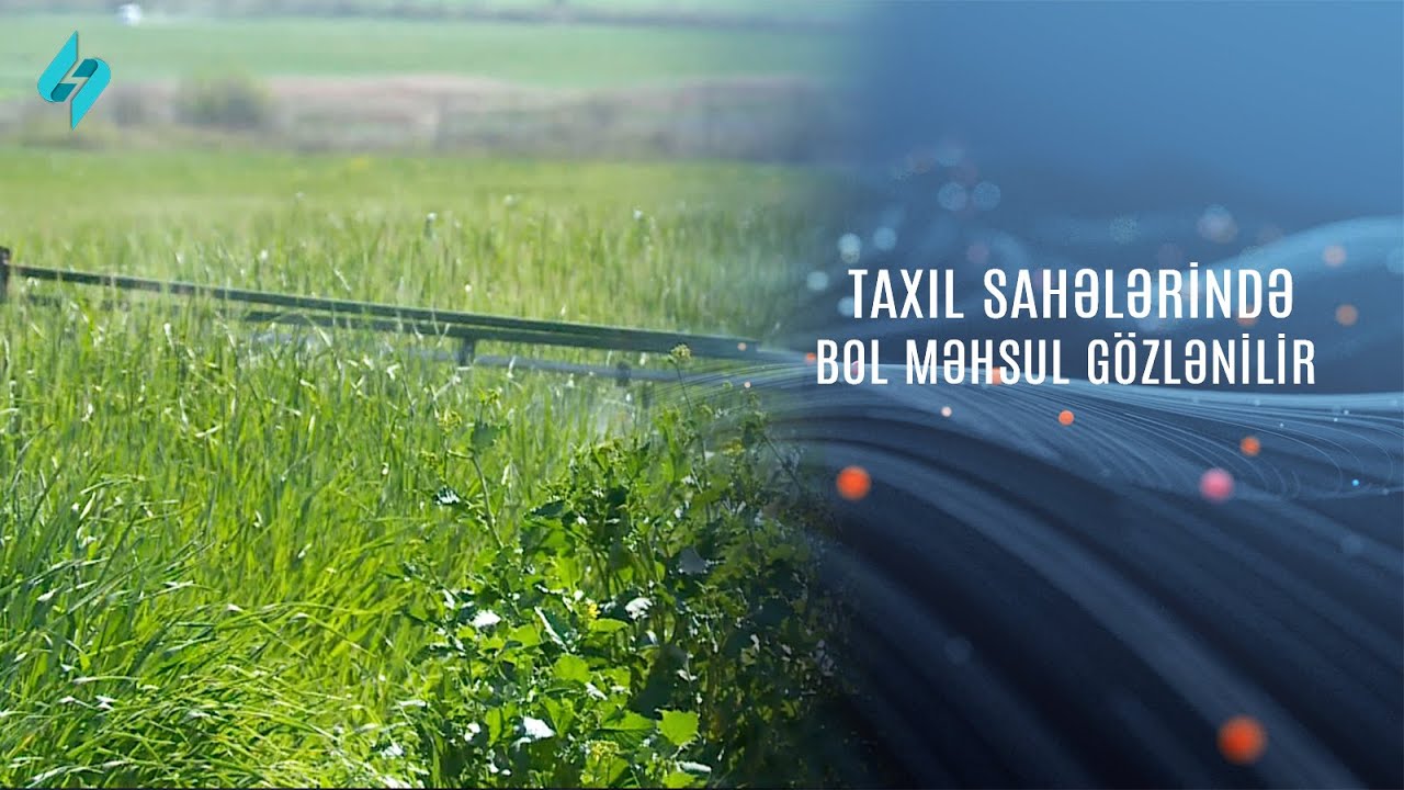 Bu il taxıl sahələrində bol məhsul gözlənilir @Kanal-S