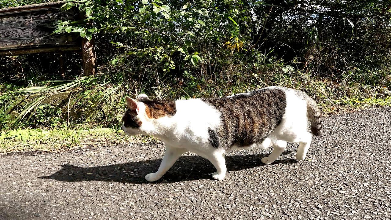 エッホエッホエッホエッホ♪人間以外は猫舌って伝えなきゃ♫