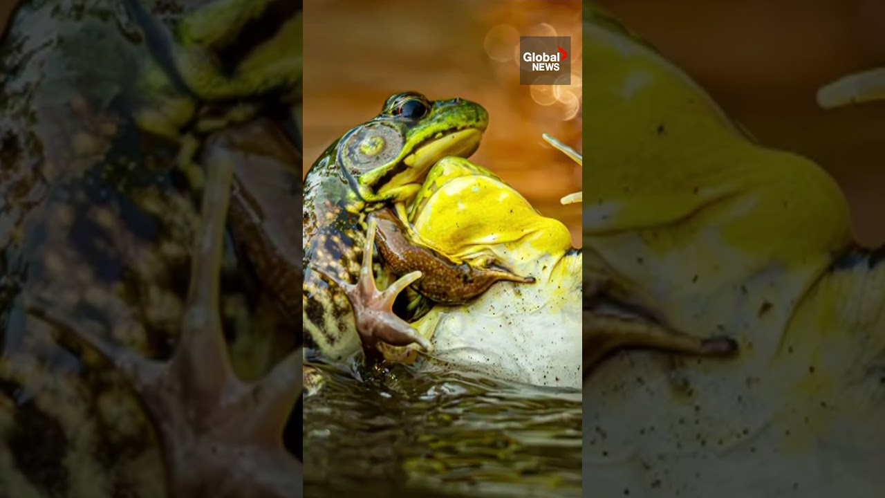 Grin and bear it: Nikon's Comedy Wildlife Photo Award winners revealed