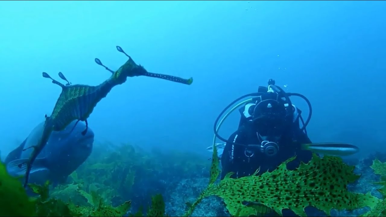 Magic Point, Grey Nurse Sharks, Weedy Sea Dragons, Sydney