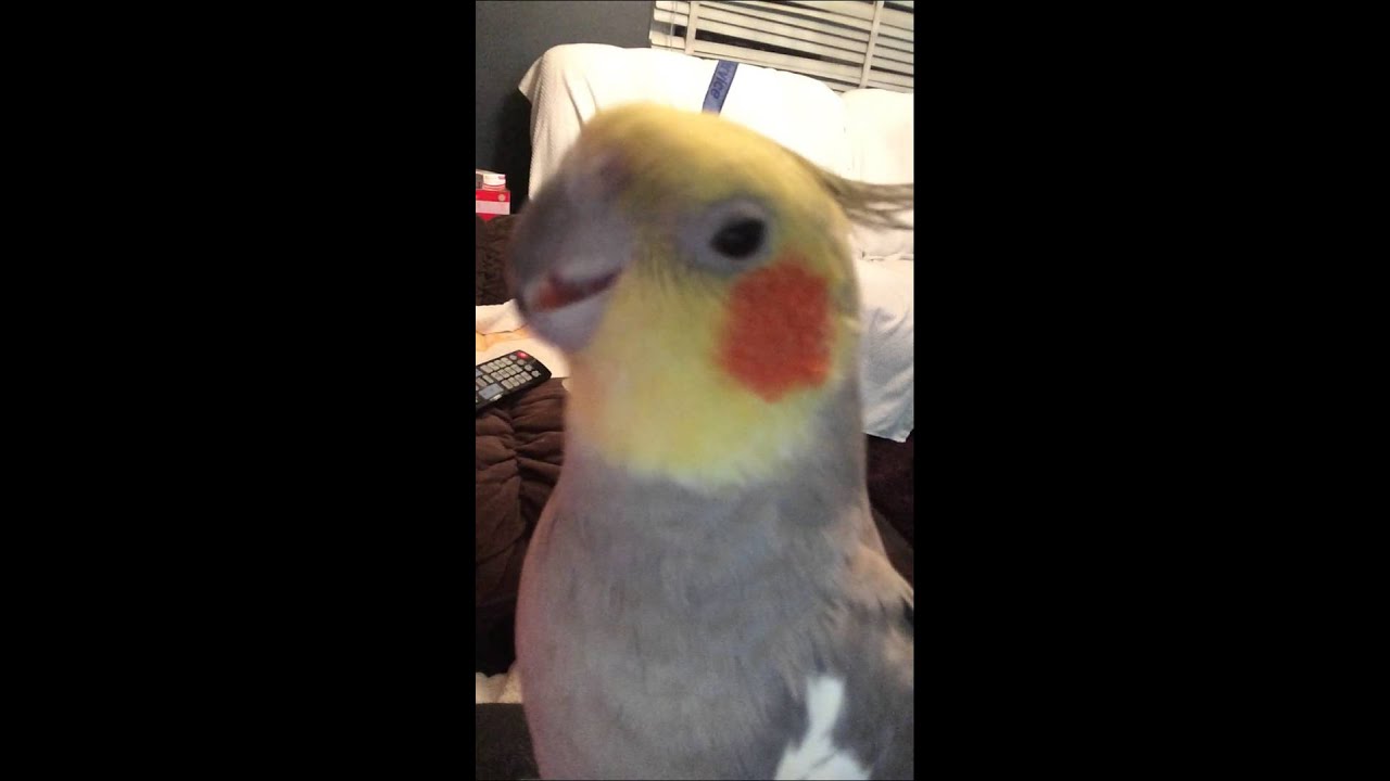 Talking Cockatiel saying 'I love you' (@58s)