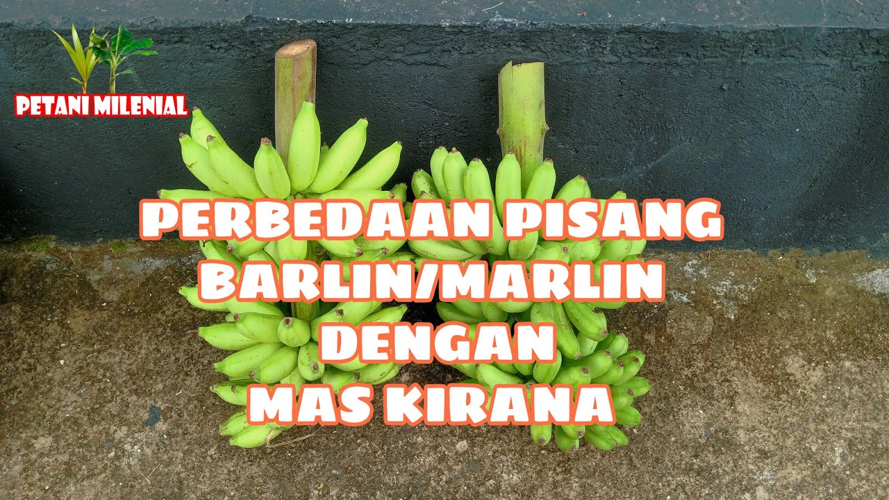PERBEDAAN PISANG BARLIN / MARLIN DENGAN MAS KIRANA