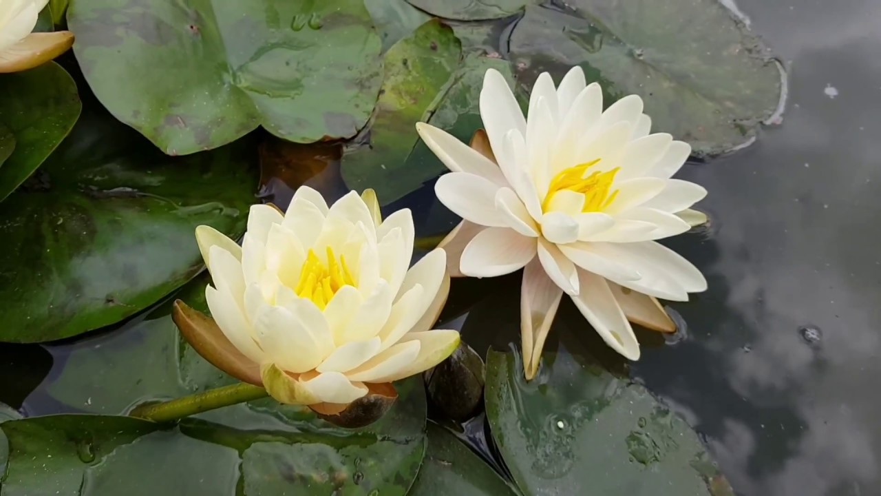 Нимфея Denver (nymphaea Denver)