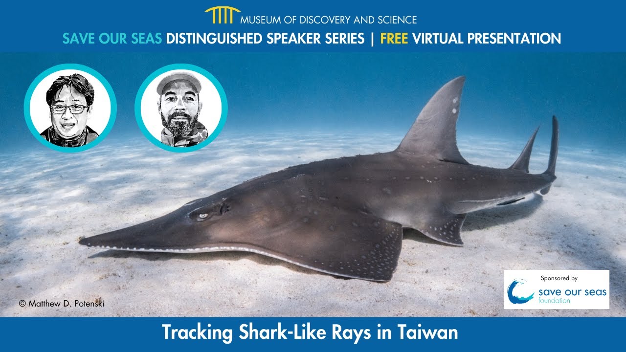 Save Our Seas Distinguished Speaker Series: Tracking Shark-Like Rays in Taiwan
