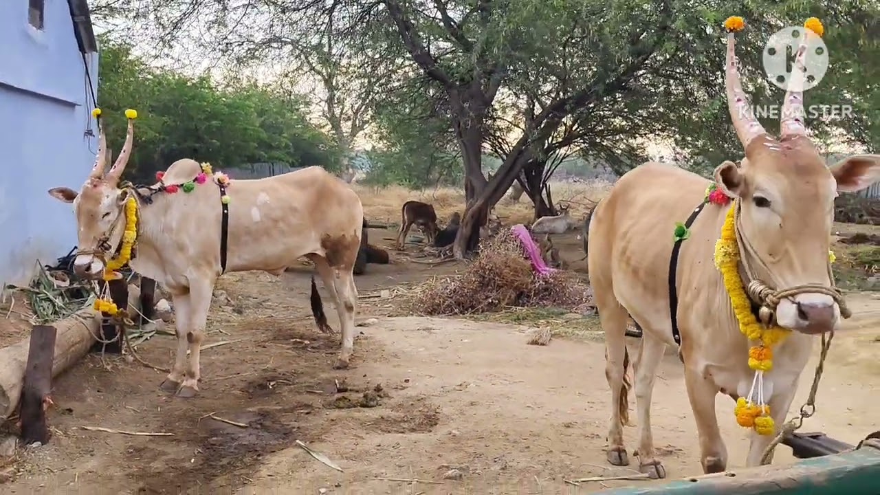 DEVIBETTA,(V)YEMMIGANUR(M) KURNOOL (D)