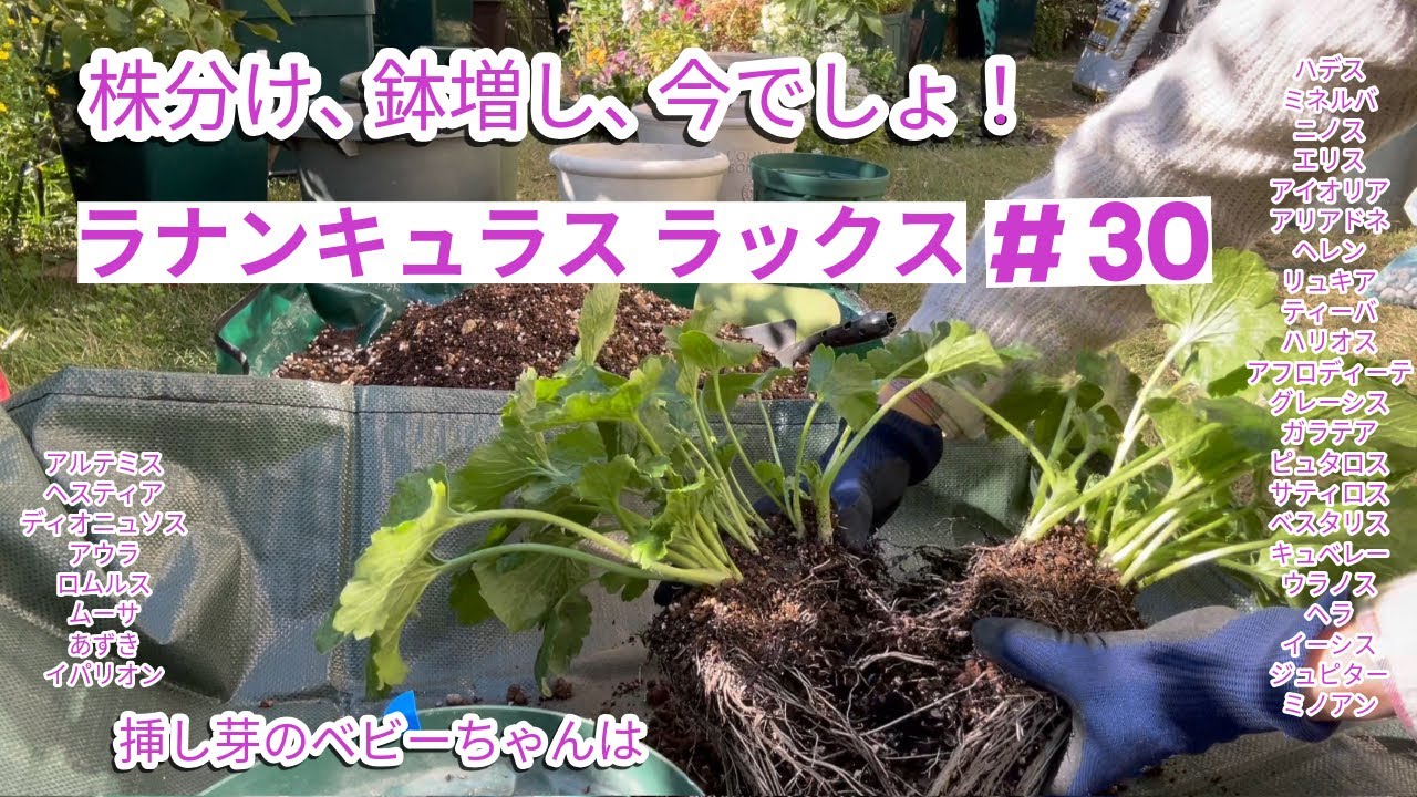 【ラナンキュラスラックス】#30 ラックスの株分け、鉢増しは今のうちに🌱増えた子は地植えに
