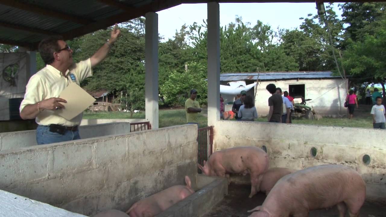 Pig Poo Power: Swine waste used to power homes