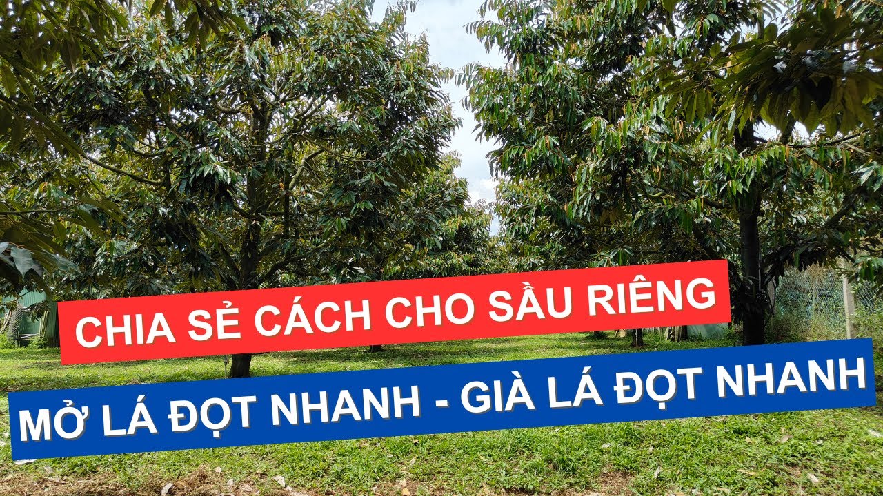 CHIA SẺ CÁCH LÀM CHO LÁ MỞ VÀ GIÀ NHANH