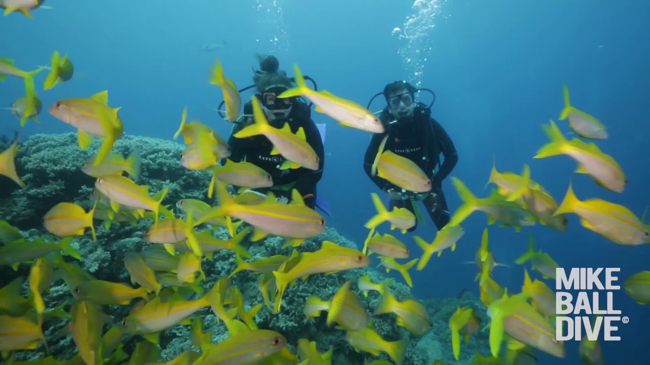 Fly Dive Coral Sea 24th October 2019 Mike Ball Dive Expeditions