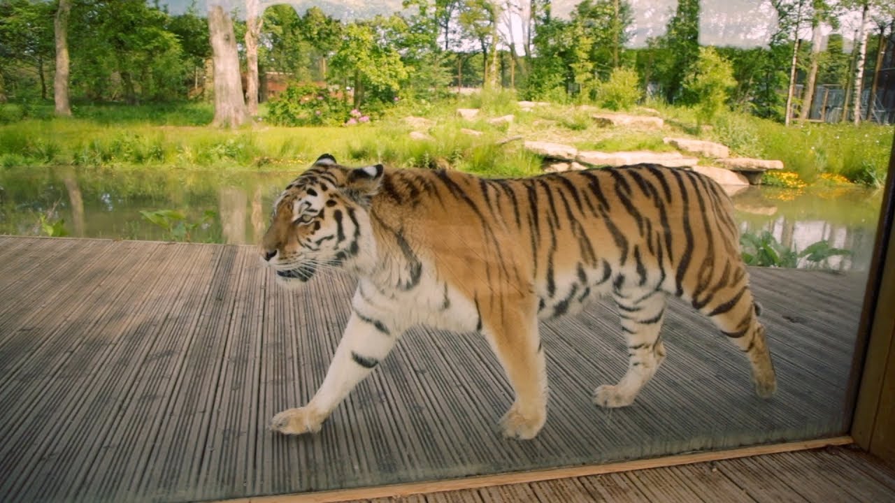 Meet the Amur Tigers at Knowsley Safari | The Guide Liverpool