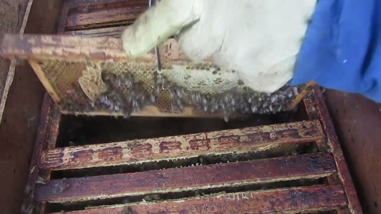 3128 Ul16  Całe drugie miodobranie na szklanym ekranie cz7--19. 2023r0619