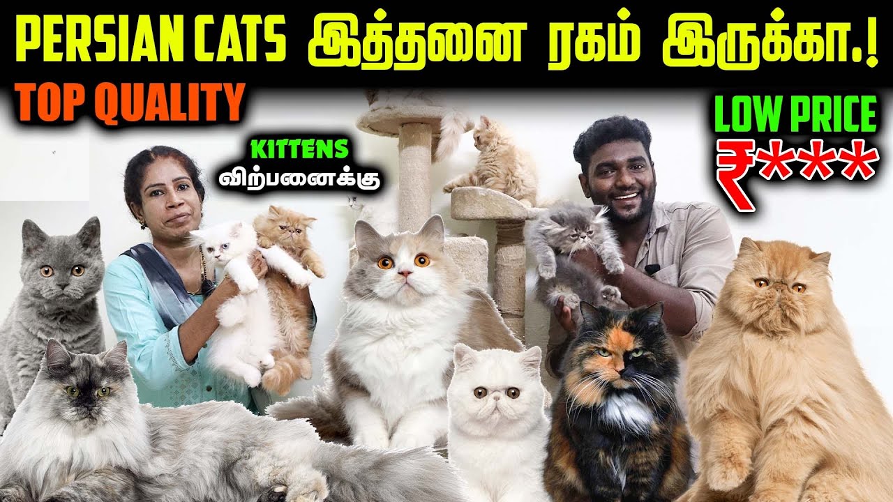 உங்க வீட்டுக்கே வரும் Pretty Persian Cats | Persian Kittens For Sales | Low Price Kittens