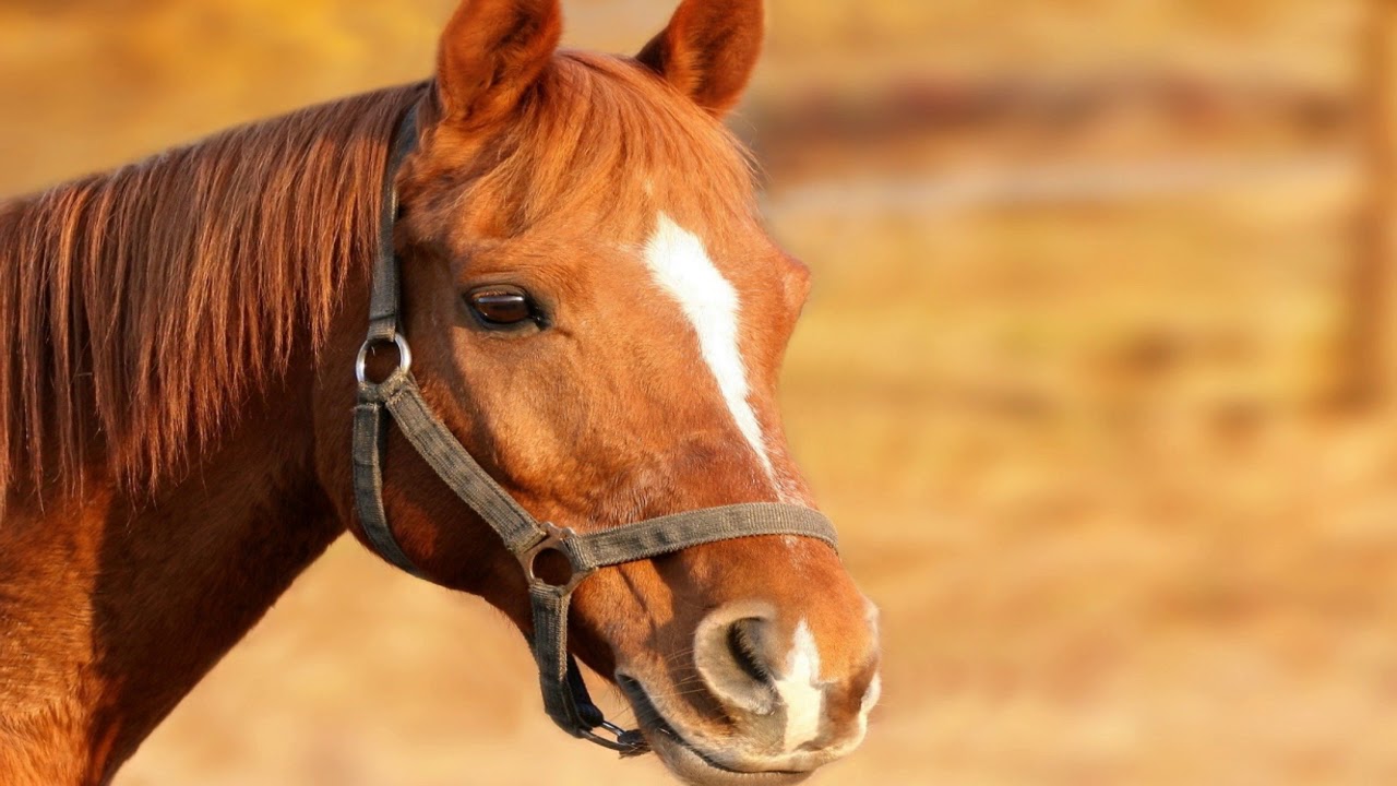 Quality Sounds of Horse Steps and Neigh