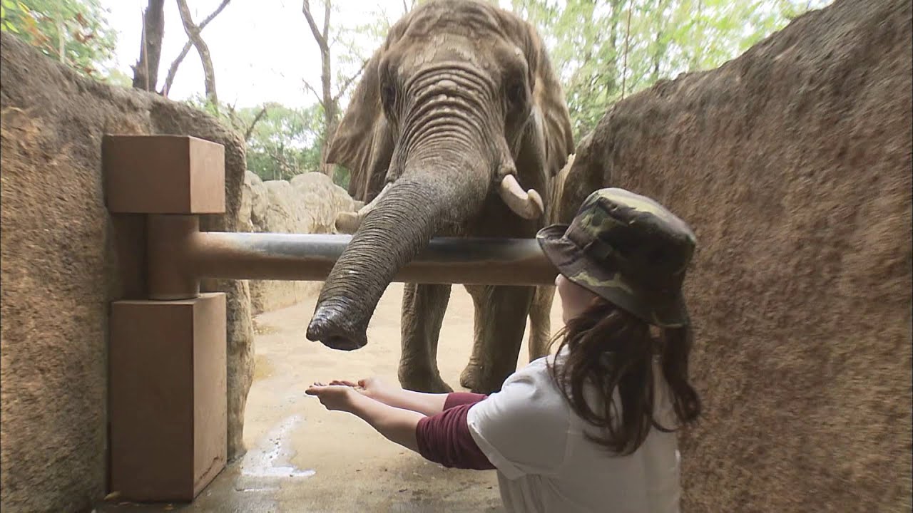 【仙臺いろは】（2015.6.30 OA）いろは組 仙台市八木山動物公園の人気者を紹介編