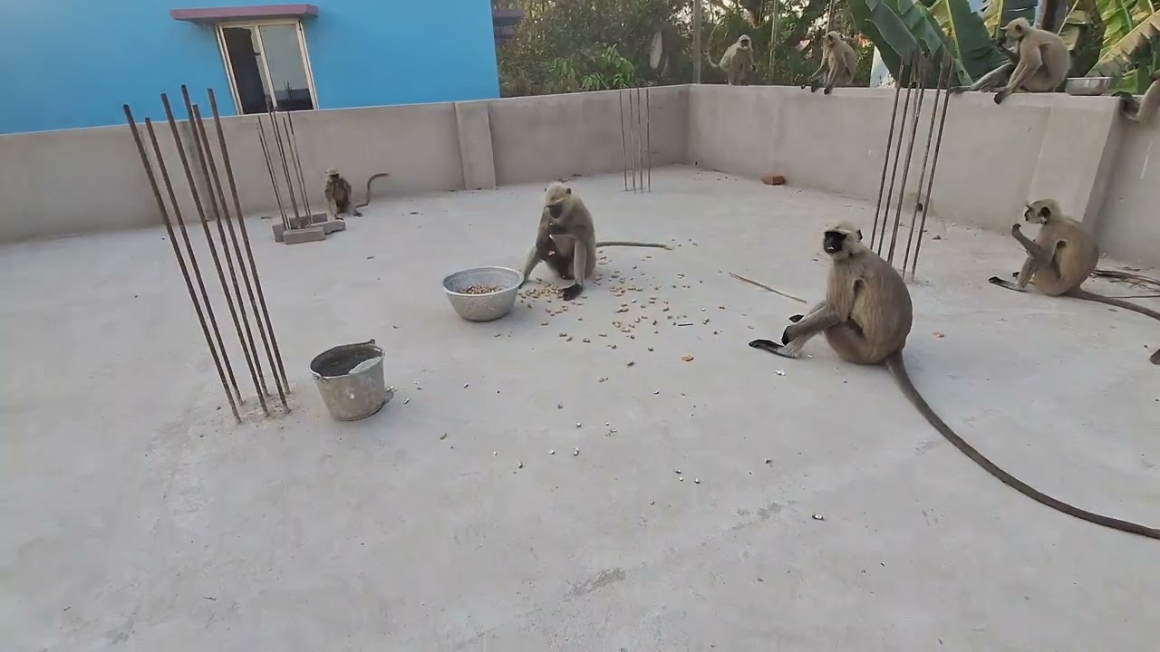 Why All Monkeys Respect and Fear the Leader