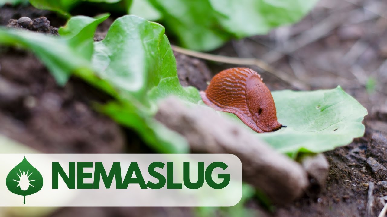 NEMASLUG - parazitické hlístice proti slimákům