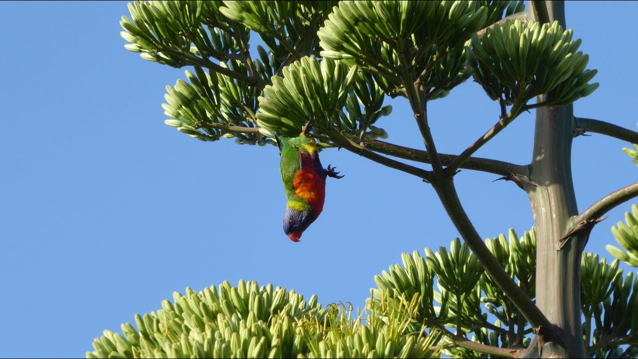 Rainbow Lorikeets (not love birds) and Agaves cactus in my backyard