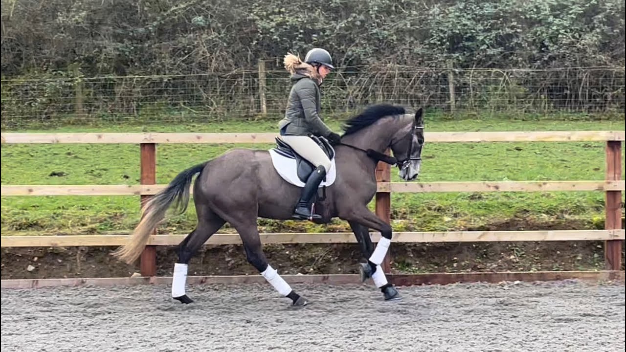 Benji Flatwork